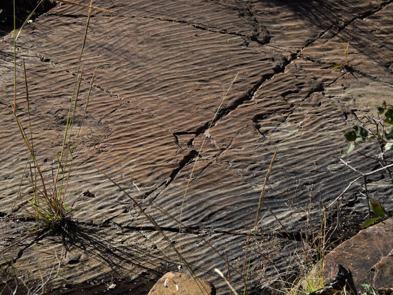 Nature & Conservation – Summerplace Game Reserve